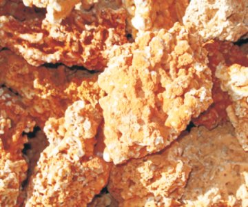 LYP 37 - Rosa Aegean